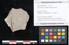 Foto (Objekt + Etikett) von Puccinites zosterae Ettingshausen (NHMW-GEO-2024-0188-6627)